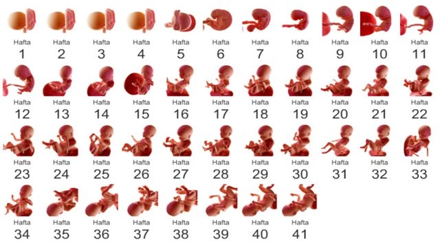 anne karnında bebek gelişimi hafta hafta