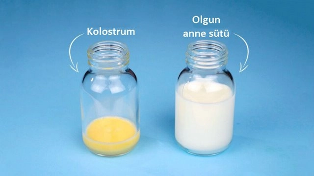 Anneden Gelen İlk Süt Kolostrum (Ağız Sütü)